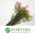 Protea 'Blushing Brides' (Pink) (Various Sizes)