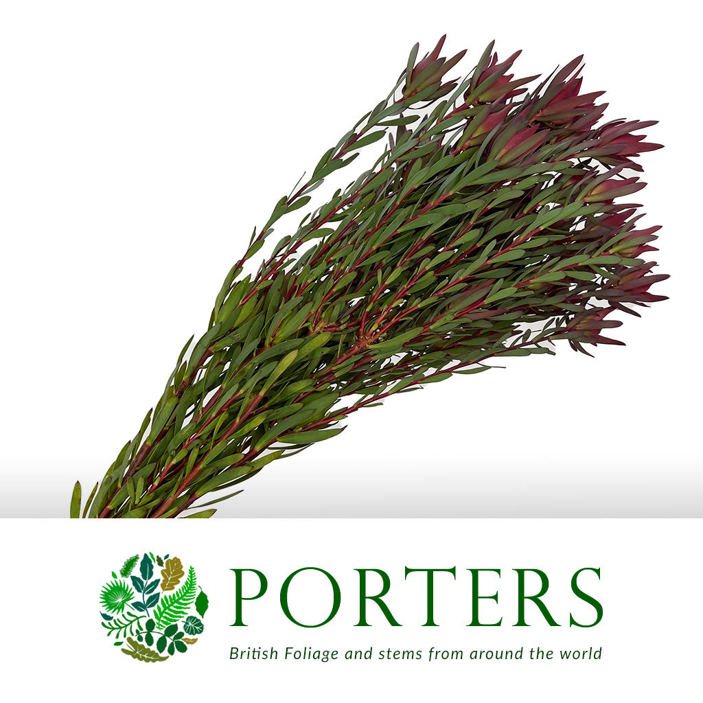 Leucadendron &#39;Blush Spray&#39; (Various Lengths)