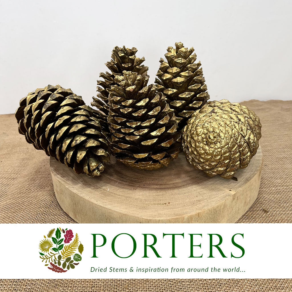 Cones 'Maritima' (Painted) 10-14cm (DRY) (Various Colours)