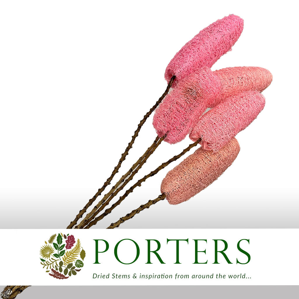 Luffa 'On Stem' (Painted) (DRY) (Various Colours) (x5) x