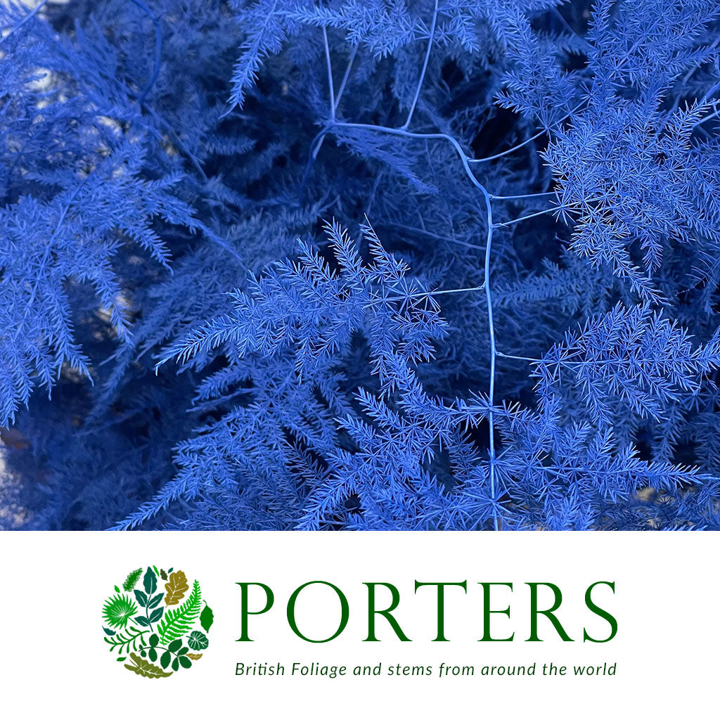 Fern &#39;Asparagus&#39; (Painted) 85cm (Various Colours) (x50)