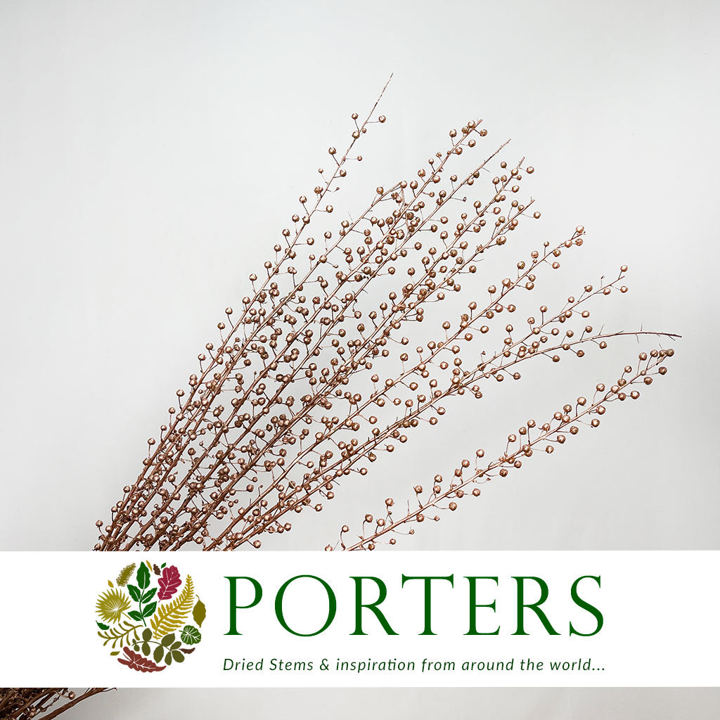 Scrotularia &#39;Berries&#39; (Painted) (DRY) (Various Colours)