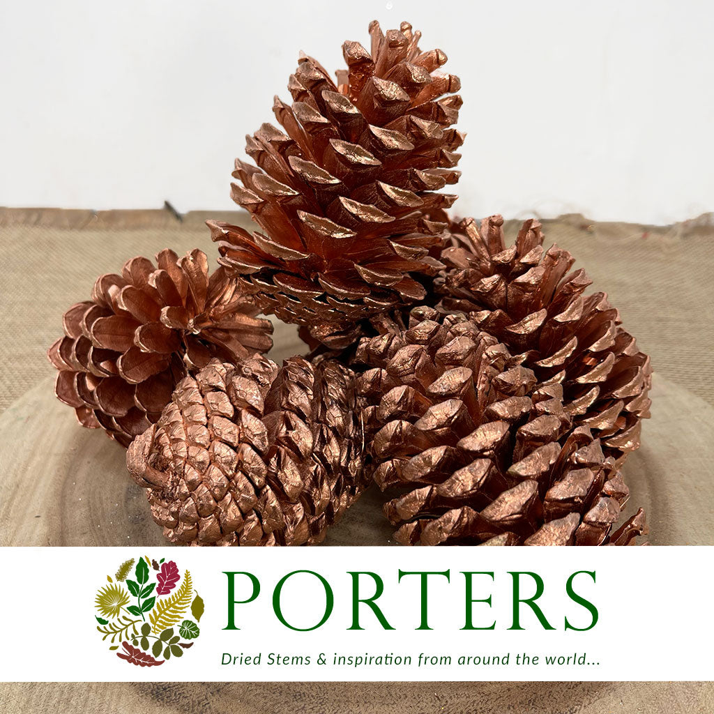 Cones &#39;Maritima&#39; (Painted) 10-14cm (DRY) (Various Colours)