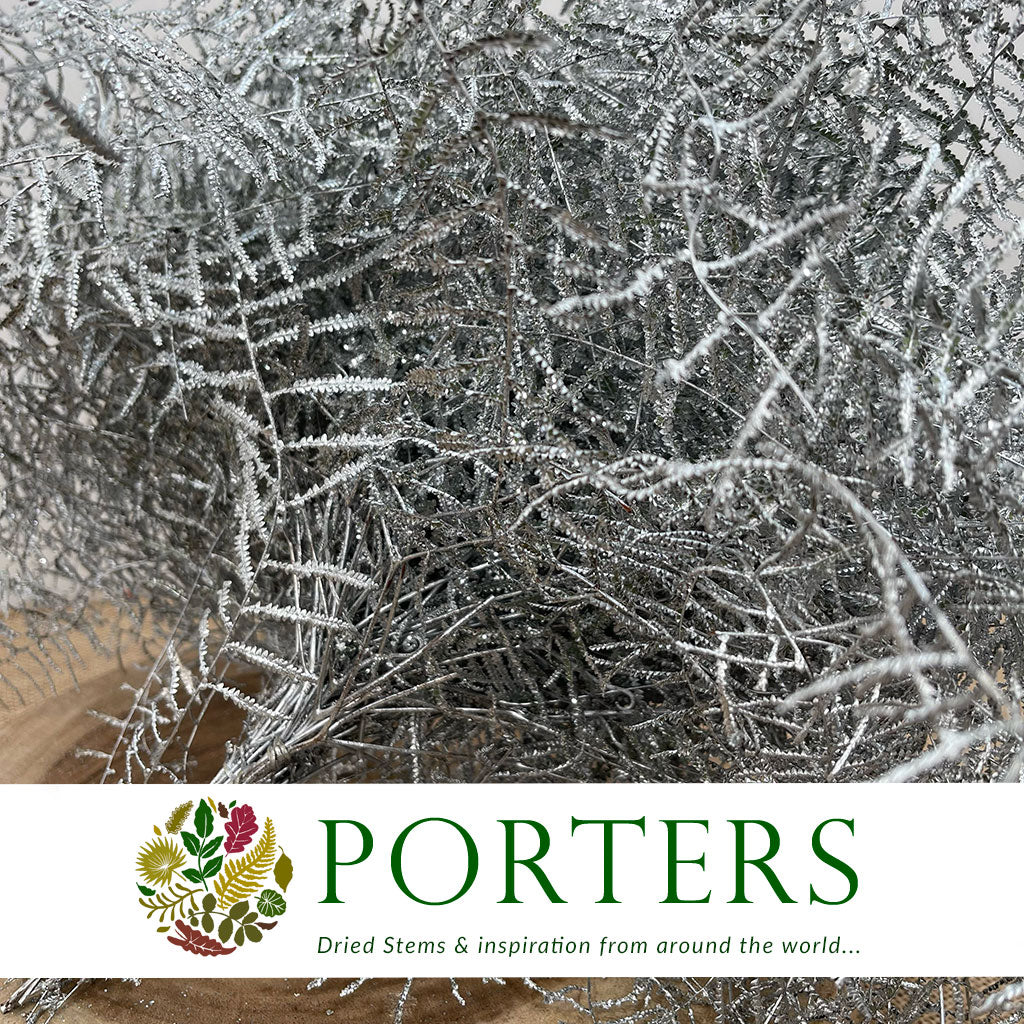 Fern 'Coral Fern' (Painted or Glittered) (x10)