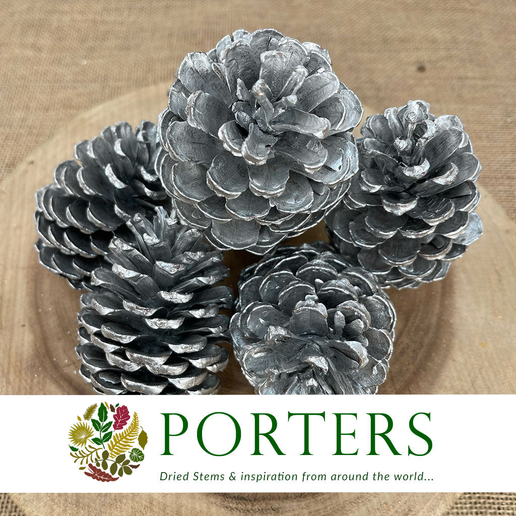 Cones &#39;Maritima&#39; (Painted) 10-14cm (DRY) (Various Colours)