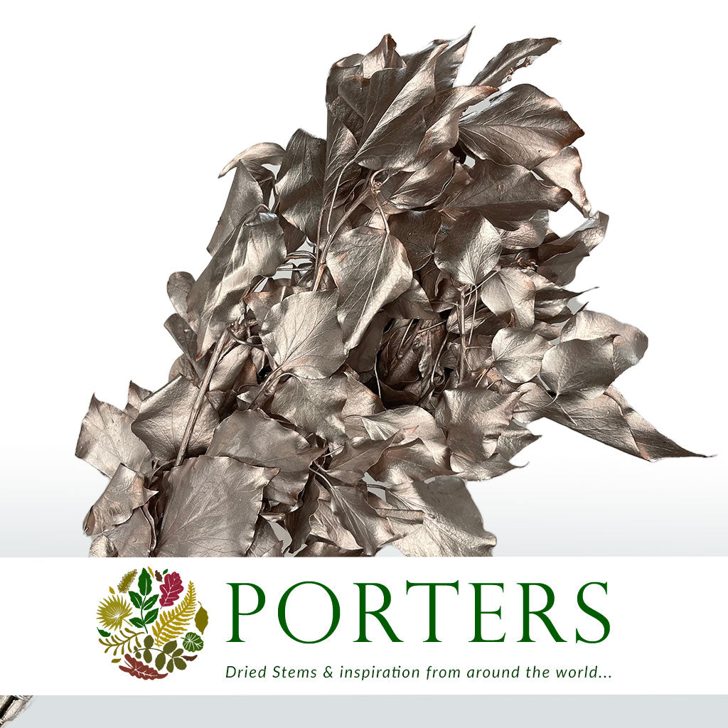 Ivy 'Foliage' (Preserved & Painted) (DRY) (Various Colours)
