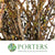 Forsythia 'Flowering' (Wild) (Various Sizes)