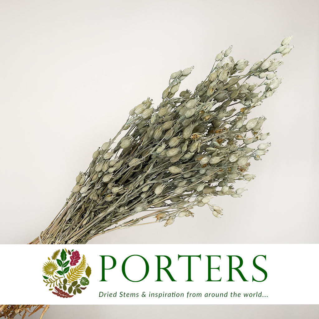 Grass 'Silene Conica' (Coloured Various) (DRY) 40cm