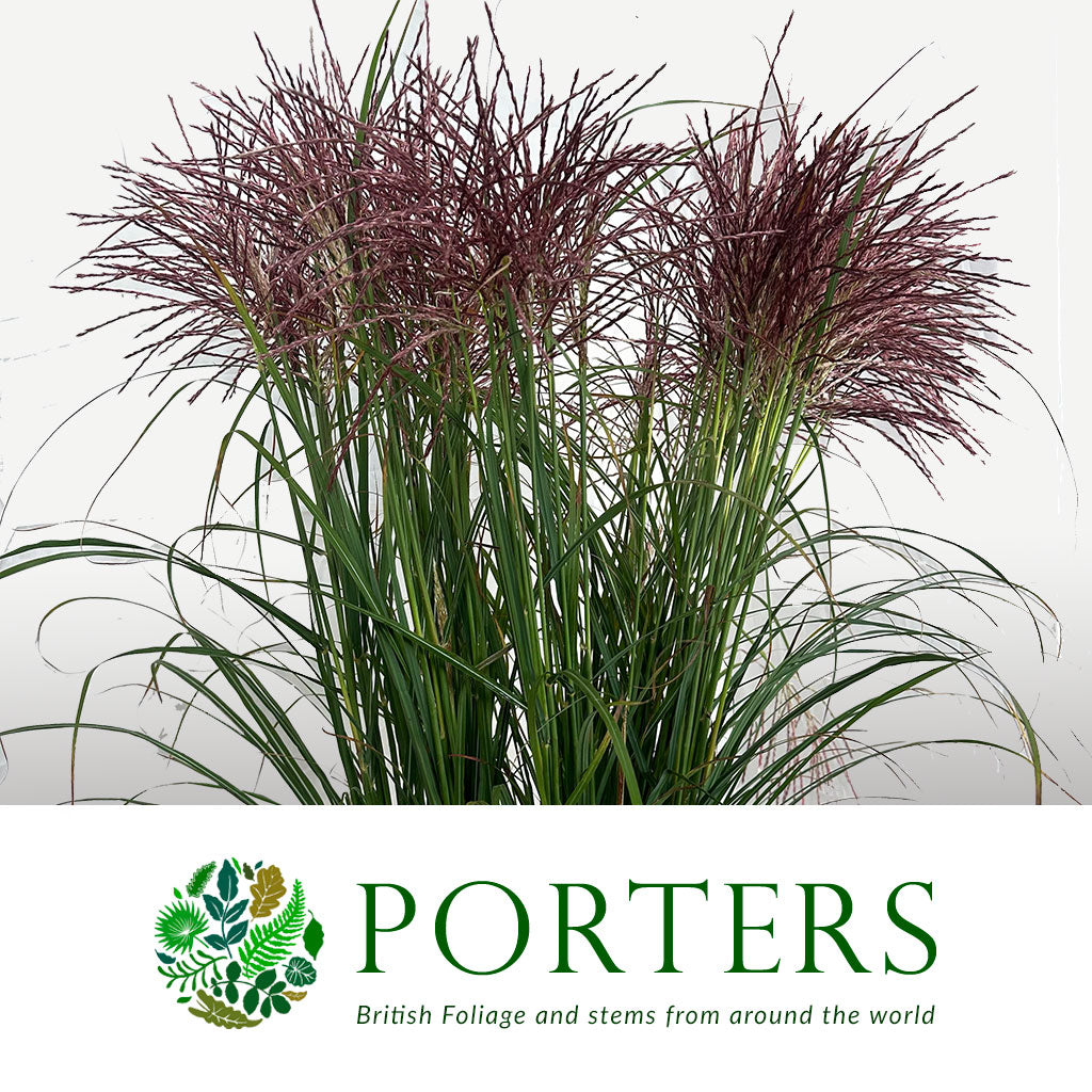 Grass &#39;Miscanthus&#39; (Krater) (x10)