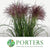 Grass 'Miscanthus' (Krater) (x10)