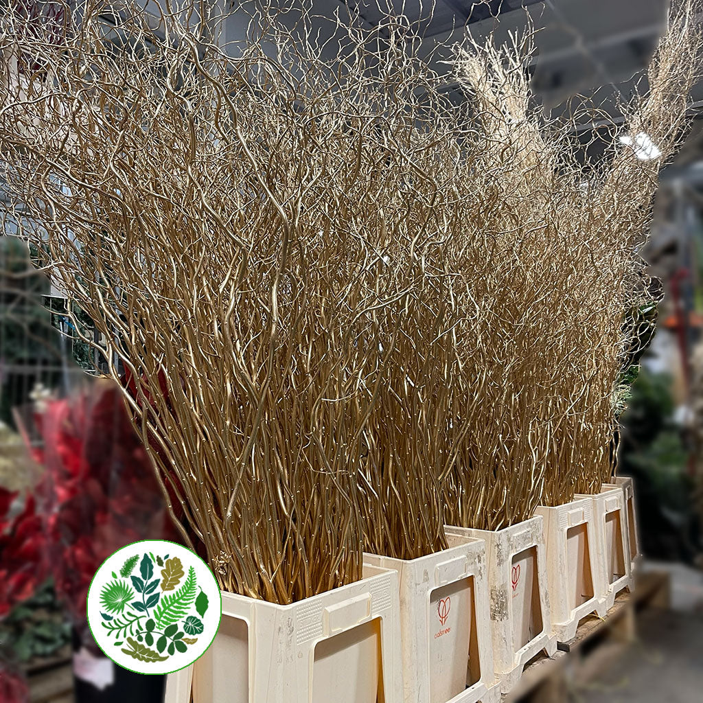 Salix &#39;Golden Curls&#39; (Painted) Various Colours) 130cm (x5st)