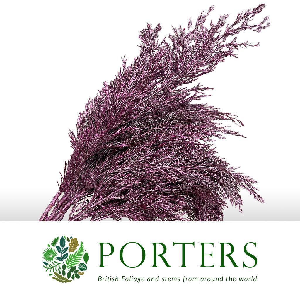 Conifer (Painted) (Various Colours)