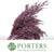 Conifer (Painted) (Various Colours)