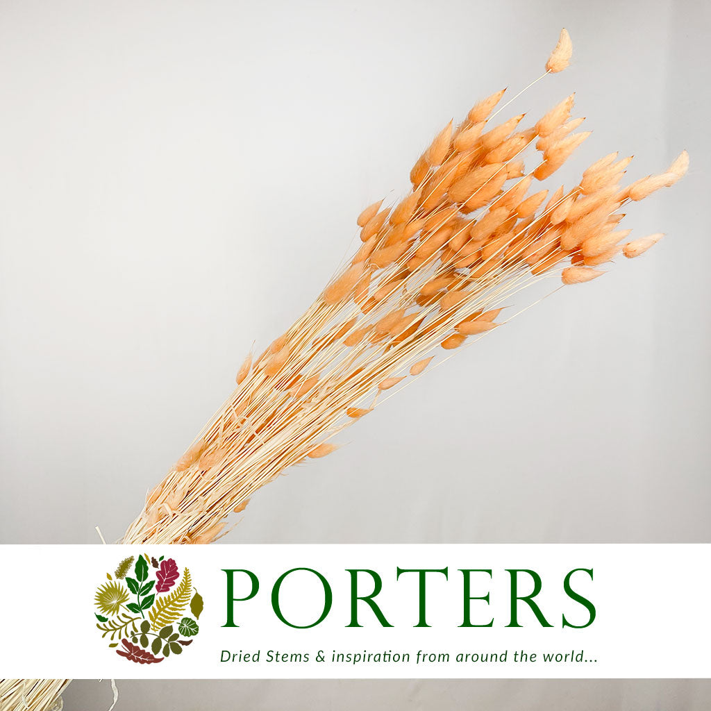 Grass 'Lagurus' (Painted/Bleached) (DRY) (Various Colours)