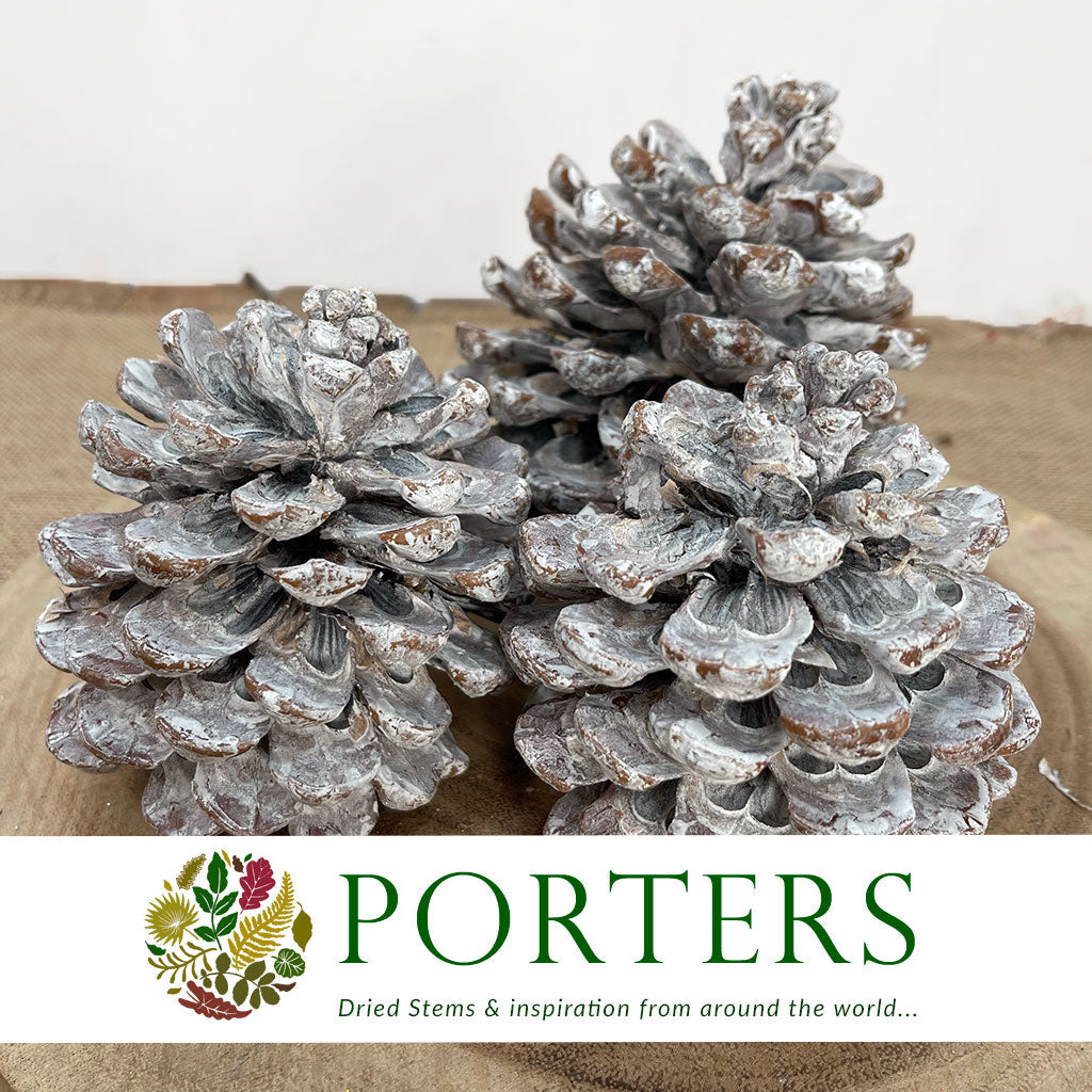 Cones &#39;Pinus Pinea&#39; (White Wash) (DRY) (Various Sizes)