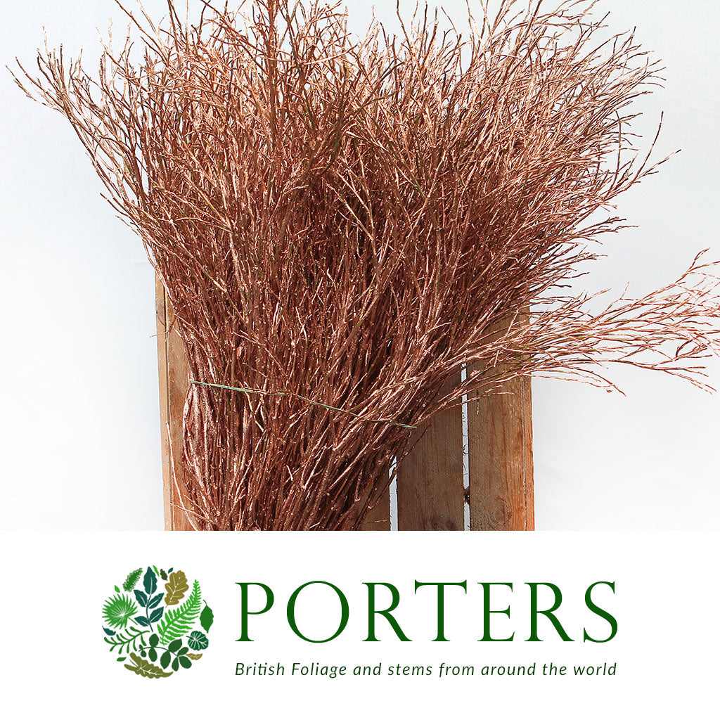 Bog Myrtle &#39;Painted or Glittered&#39; (Various Colours) (Bundle)