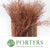 Bog Myrtle 'Painted or Glittered' (Various Colours) (Bundle)