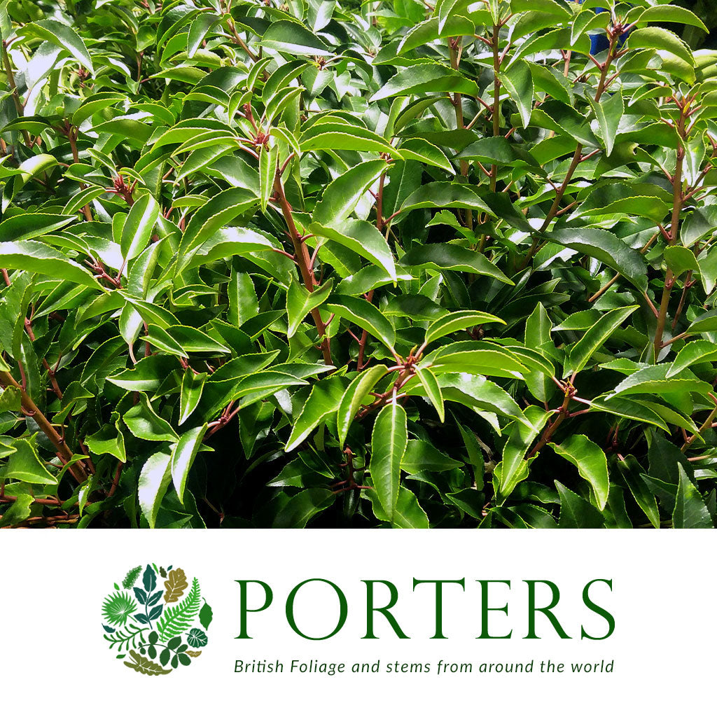 Laurel &#39;Portuguese&#39; (Wild) (Various Sizes)