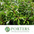 Laurel 'Portuguese' (Wild) (Various Sizes)