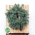 'Blue Pine' Wreaths (Various Sizes) (Metal Mossed Frames)