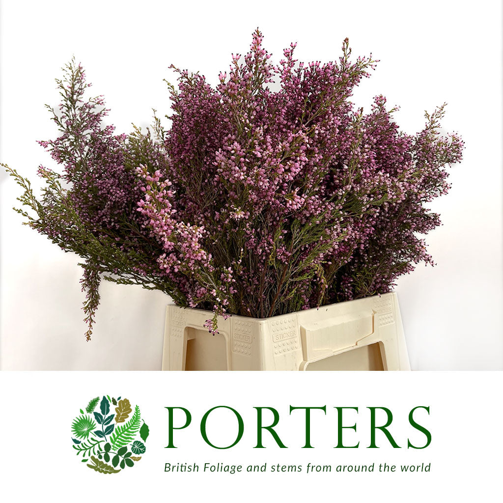 Heather (Erica) Pink (Various Sizes)