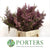 Heather (Erica) Pink (Various Sizes)