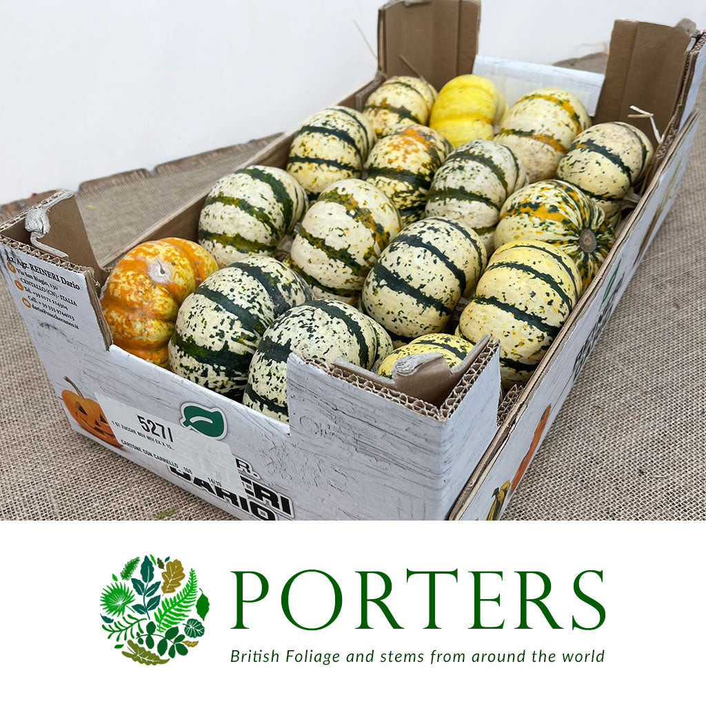 Gourds &#39;White with Green Stripes&#39; (Various Sizes)