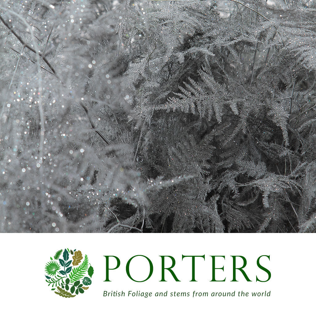 Fern 'Asparagus' (Painted) 65cm (Various Colours) (x50)