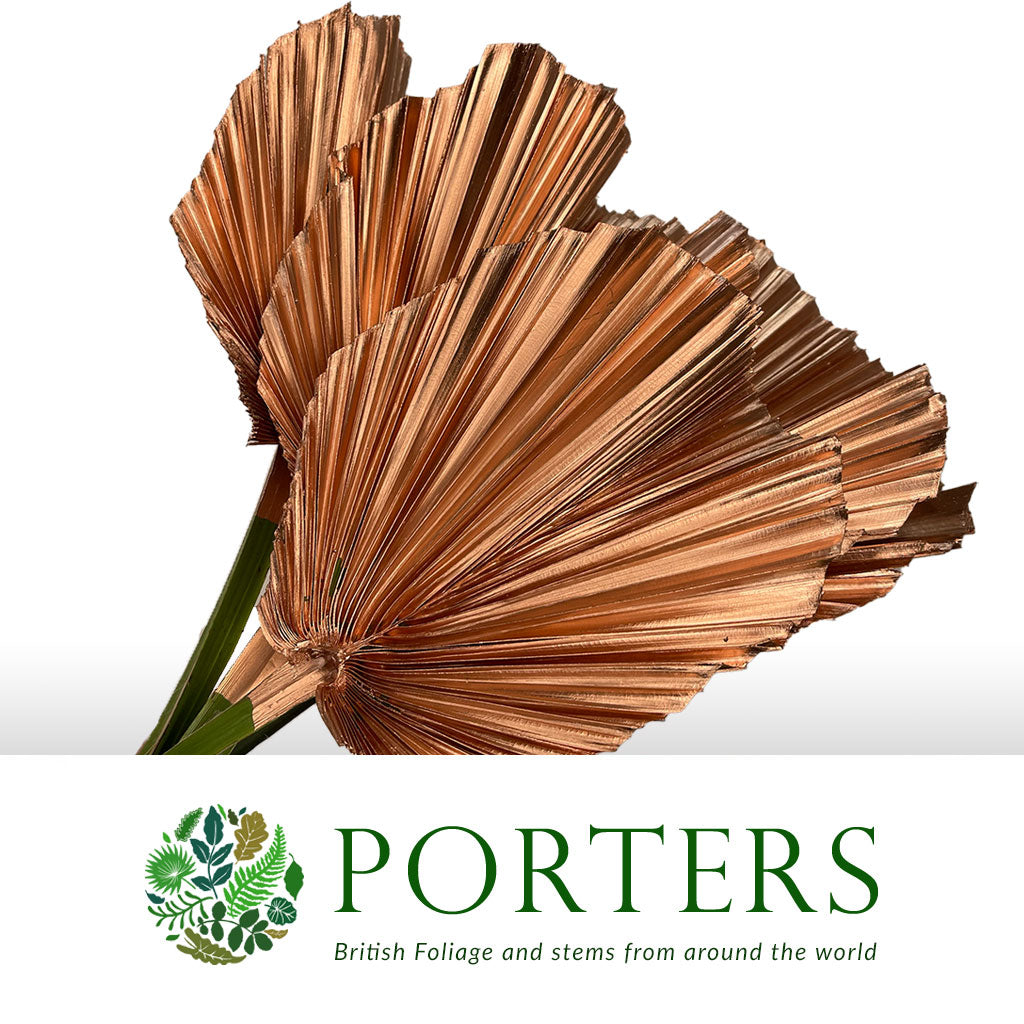 Palm 'Washingtonia' (Painted) (Various Colours)