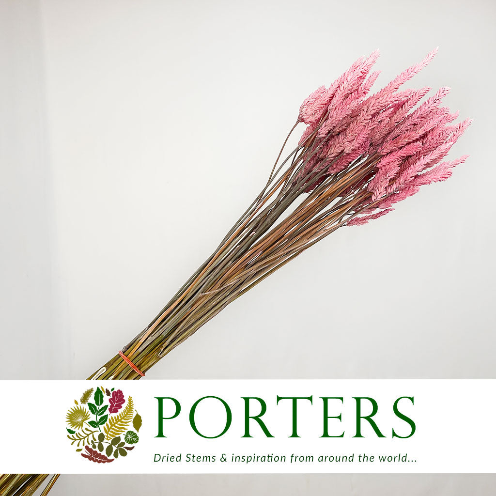 Celosia 'Dragon's Breath' (Painted) (DRY) (Various Colours) 65cm