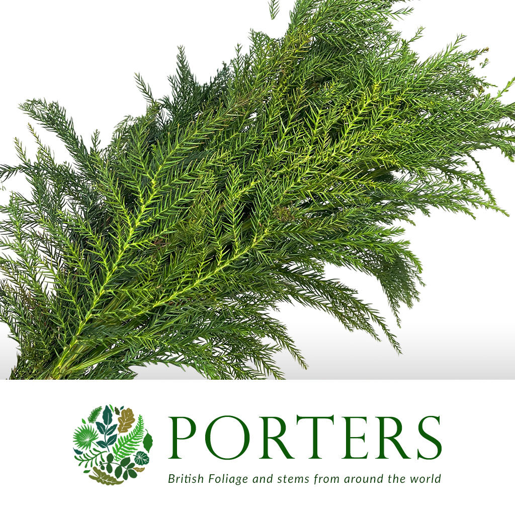 Cryptomeria &#39;Japanese Cedar&#39; Green (Various Sizes)