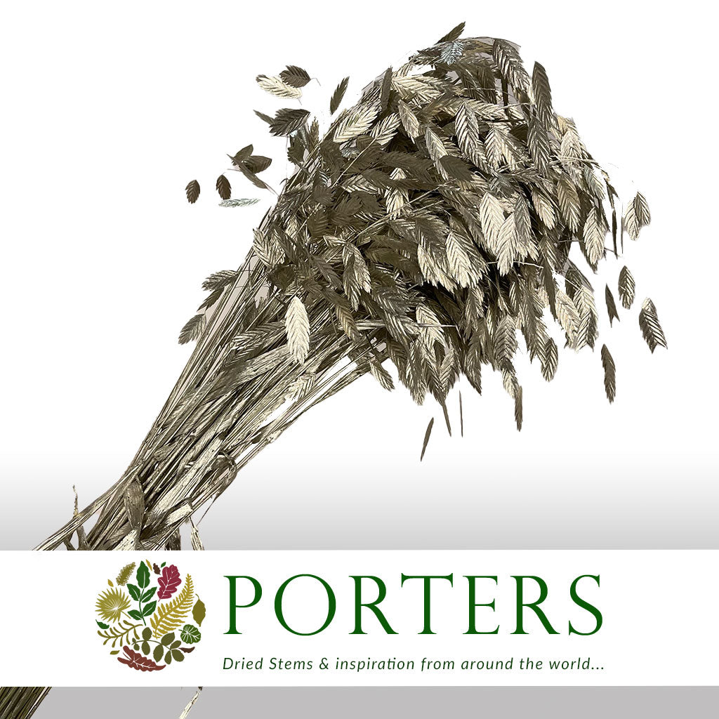 Grass 'Sea Oats' (Painted) (Various Colours) (x50)