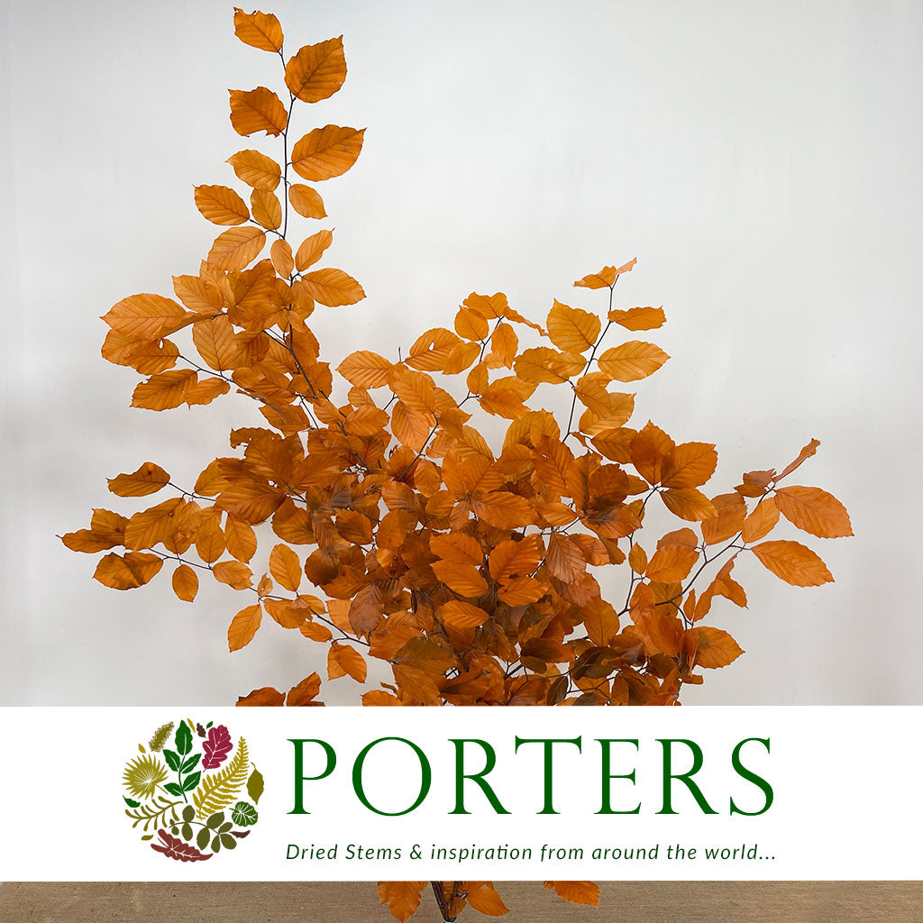 Beech &#39;Stabilized&#39; (Coloured) 60-80cm (DRY) (150g)