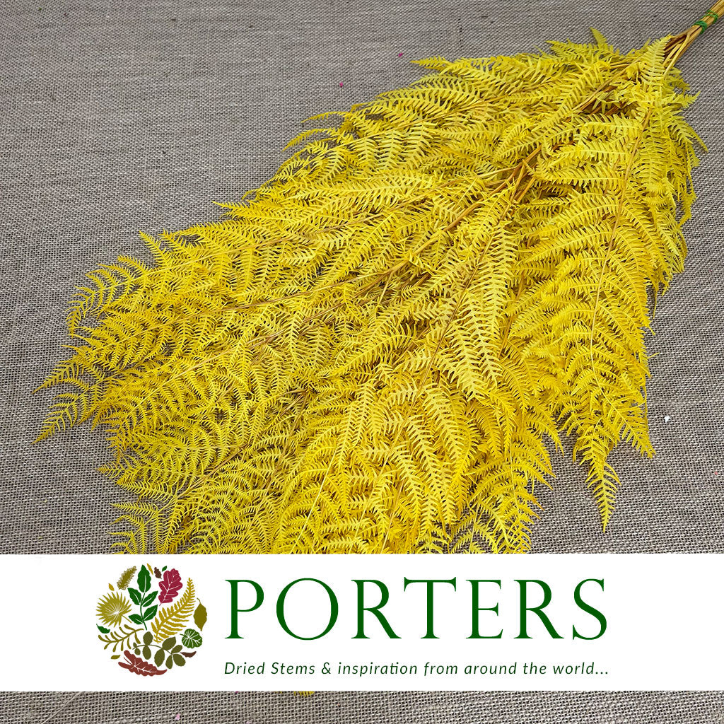 Fern 'Bracken' (Preserved) (DRY) (Various Colours) 60-70cm