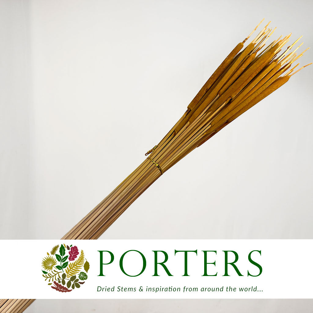 Grass 'Typha' (Mini Bull Rush) (Painted) (DRY) (Various Colours) (x50)