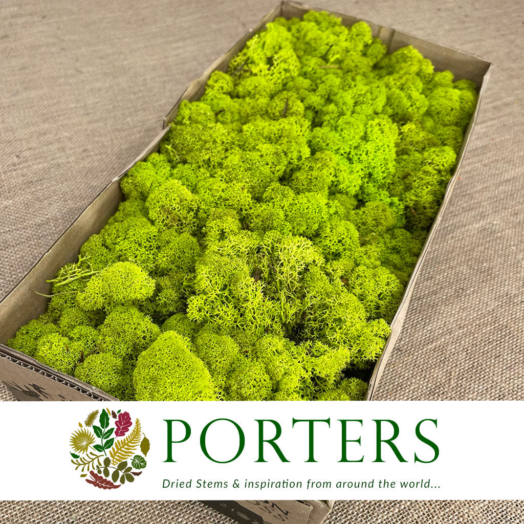 Moss 'Reindeer' (DRY) (Various Colours) (500g)