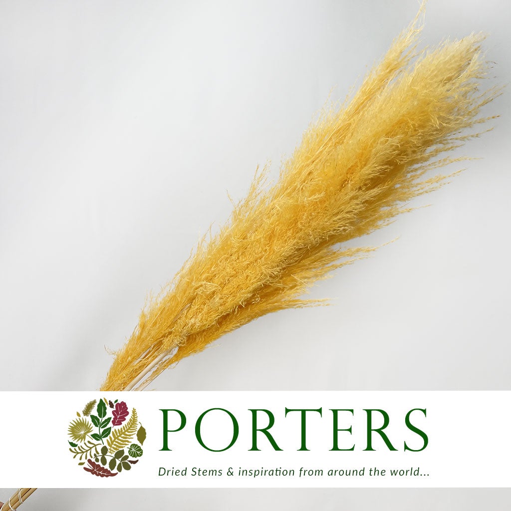 Grass 'Pampas' (Dadang) (Coloured) (DRY) (Various Sizes)