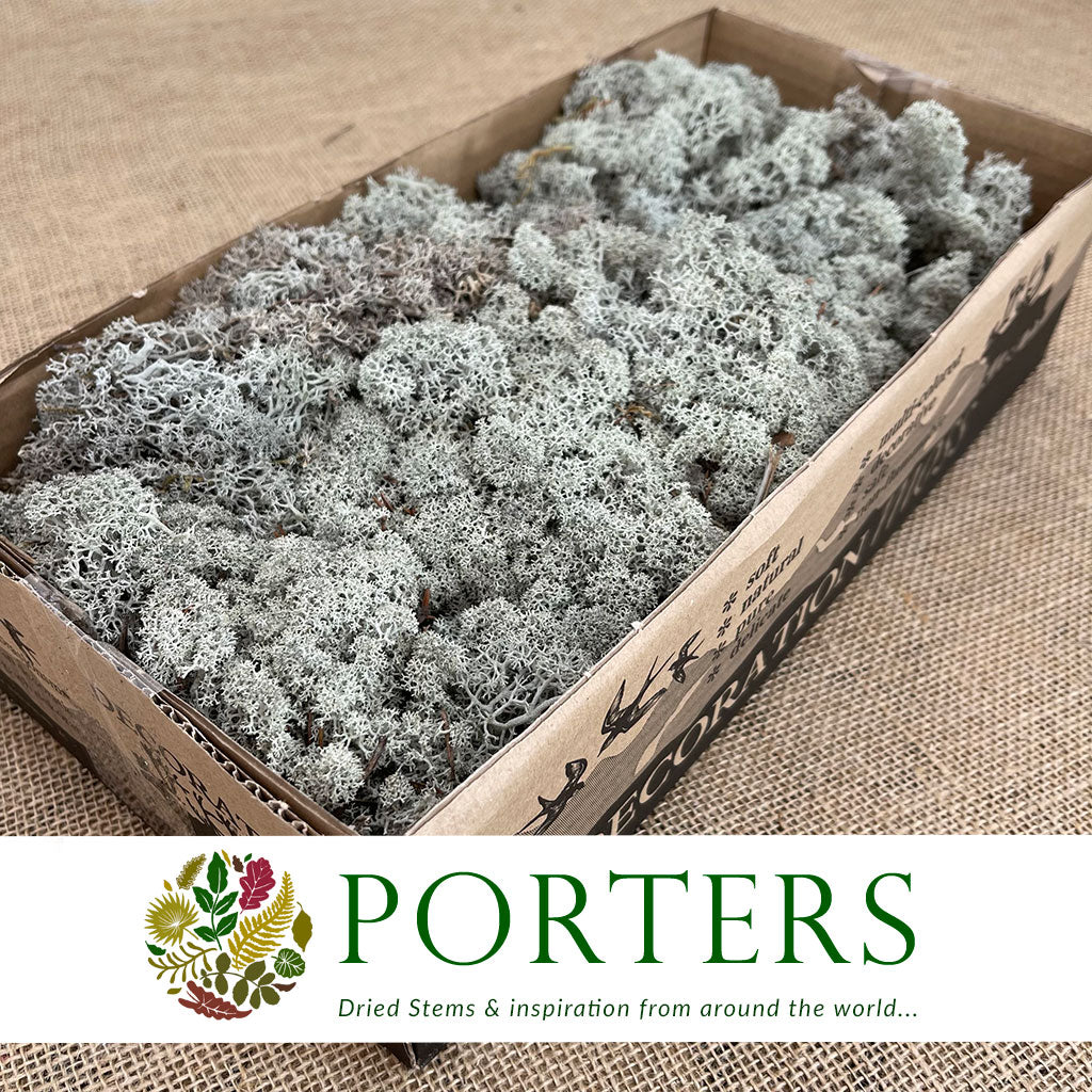 Moss 'Reindeer' (DRY) (Various Colours) (500g)