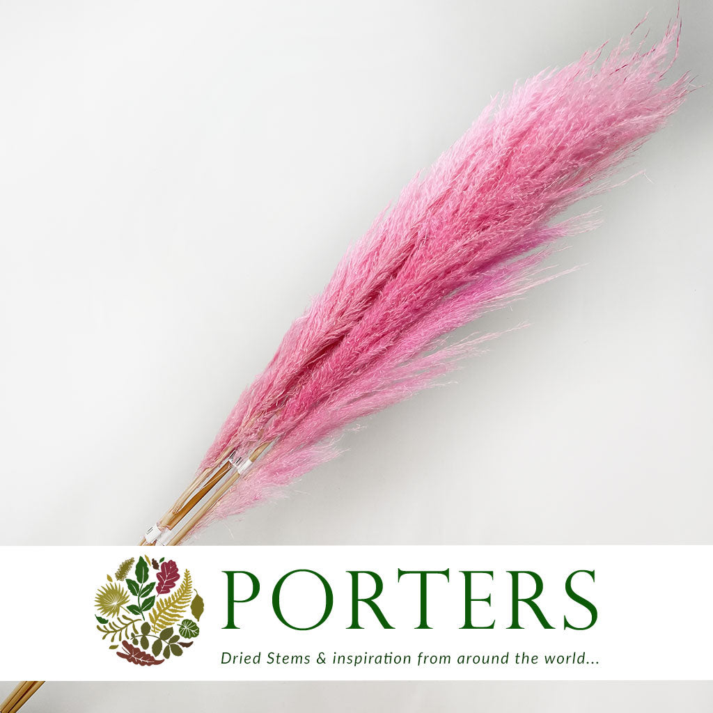 Grass 'Pampas' (Dadang) (Coloured) (DRY) (Various Sizes)