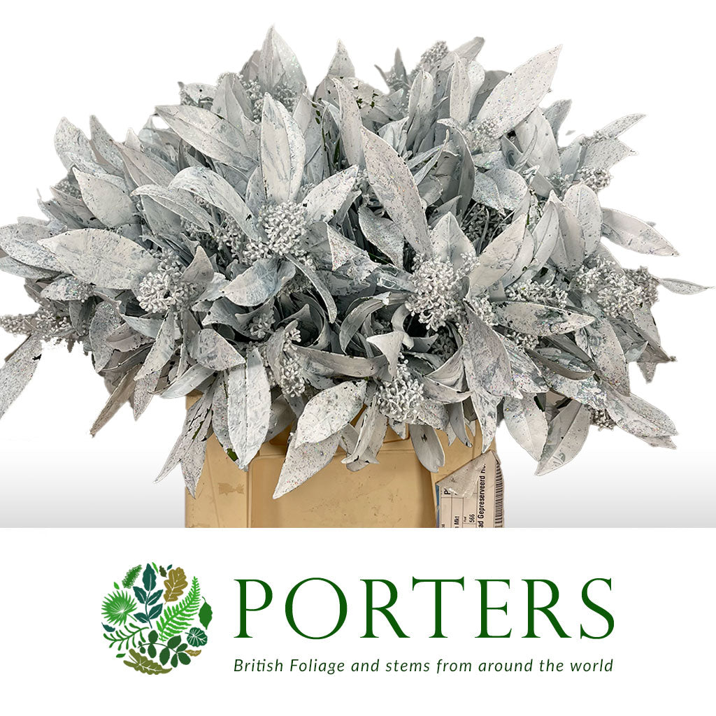 Skimmia (Painted) (Various Colours)