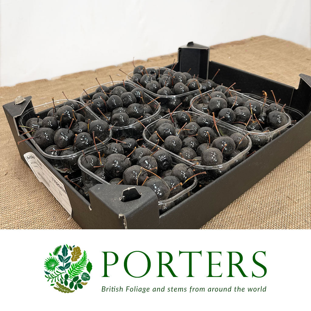 Waxed &#39;Crab Apples&#39; (Various Colours) (Small Tray)