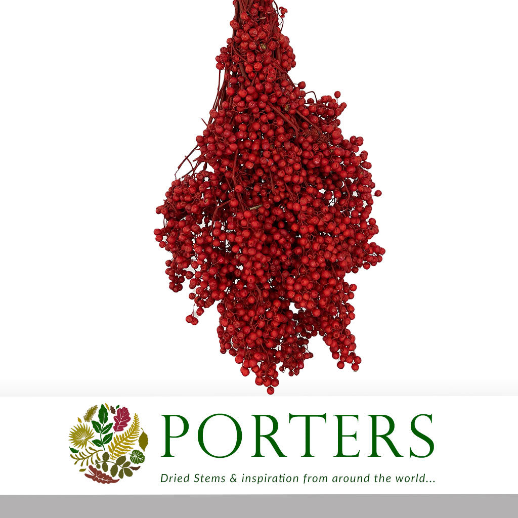 Schinus Molle Fruit (Painted) (DRY) (Various Colours)