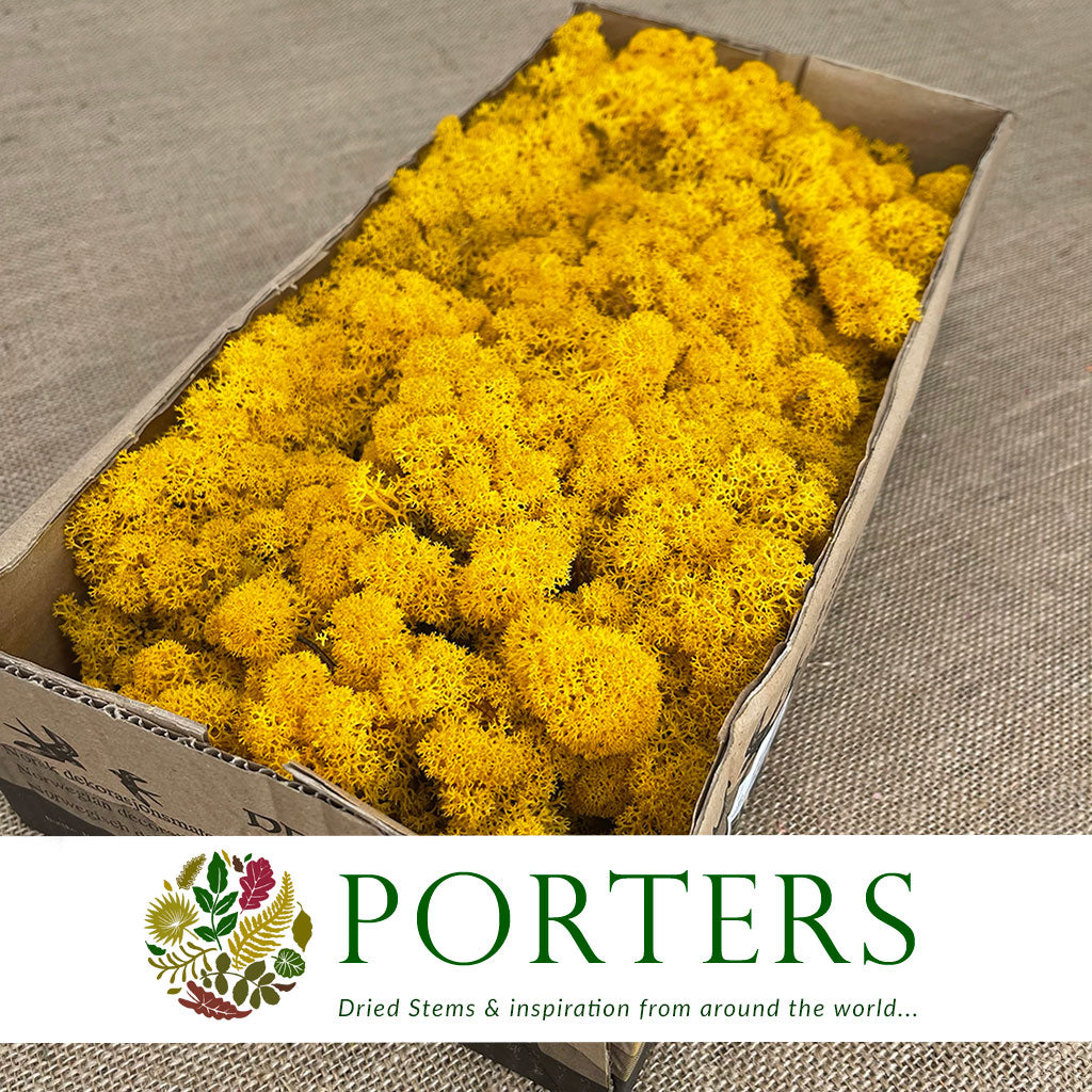 Moss 'Reindeer' (DRY) (Various Colours) (500g)