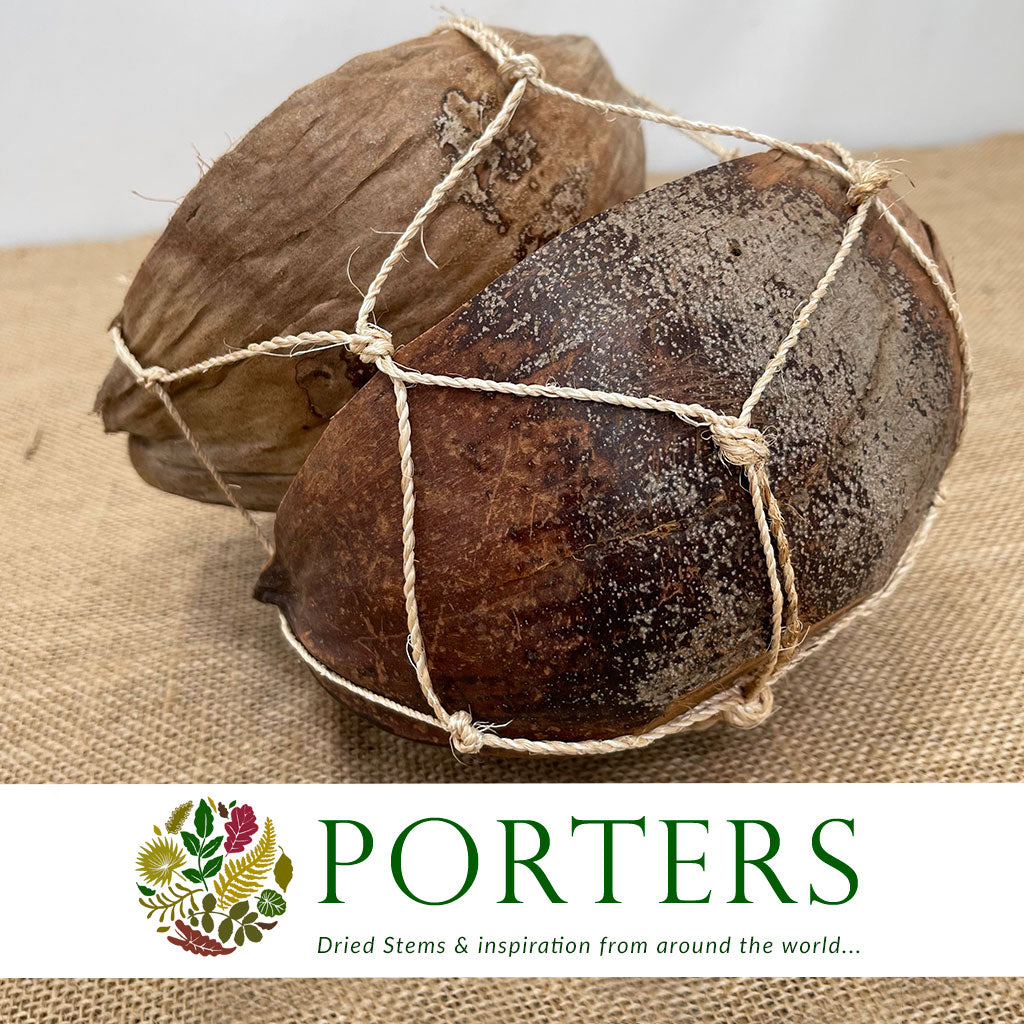 Coconut &#39;Shells&#39; (DRY) (Various Sizes)