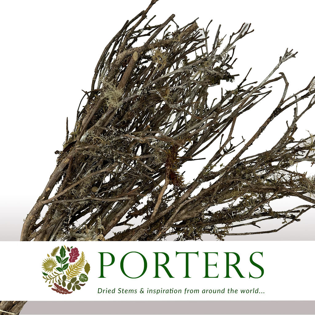Lichen &#39;Epiphytic&#39; (DRY) (Small)