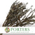 Lichen 'Epiphytic' (DRY) (Small)
