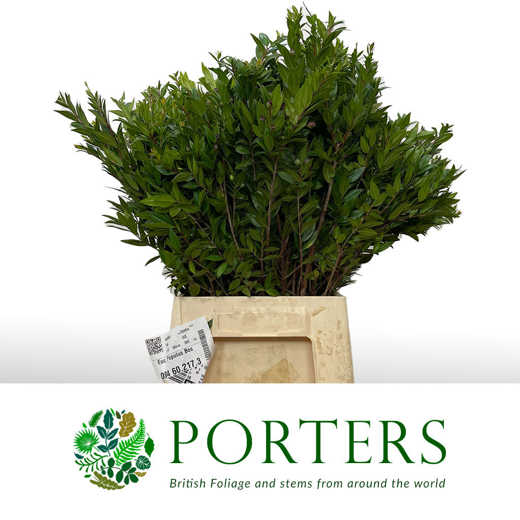 Myrtle &#39;Foliage&#39; (Various Sizes)