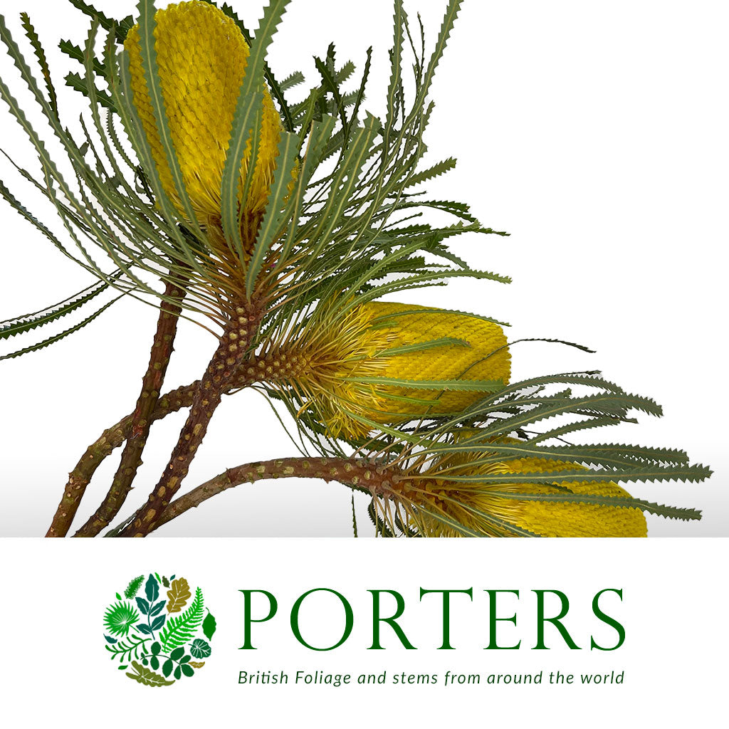 Protea &#39;Banksia&#39; (Hookeri) (Yellow) (Various Lengths)