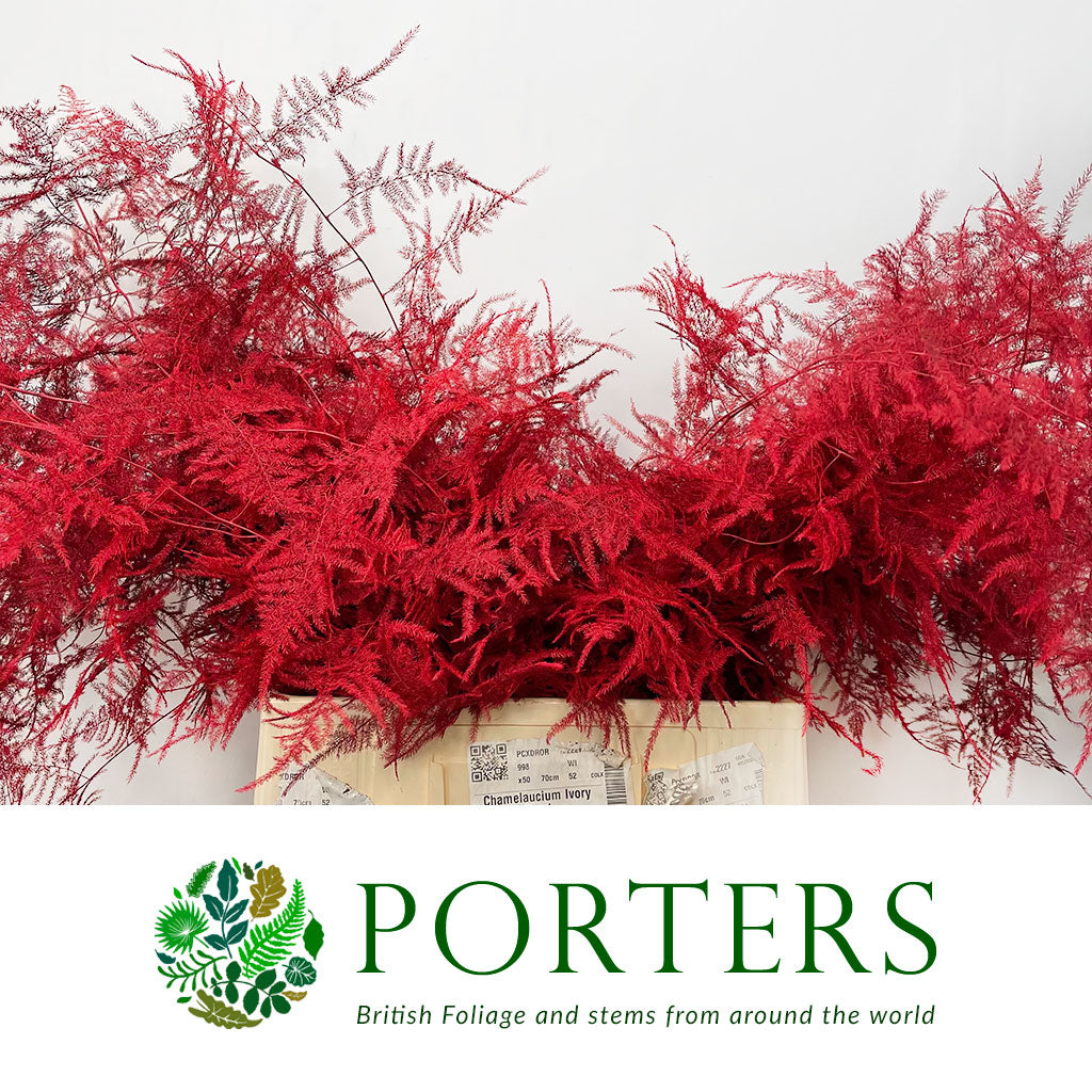 Fern 'Asparagus' (Painted) 85cm (Various Colours) (x50)