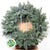 'Blue Pine' Wreaths (Various Sizes) (Metal Mossed Frames)